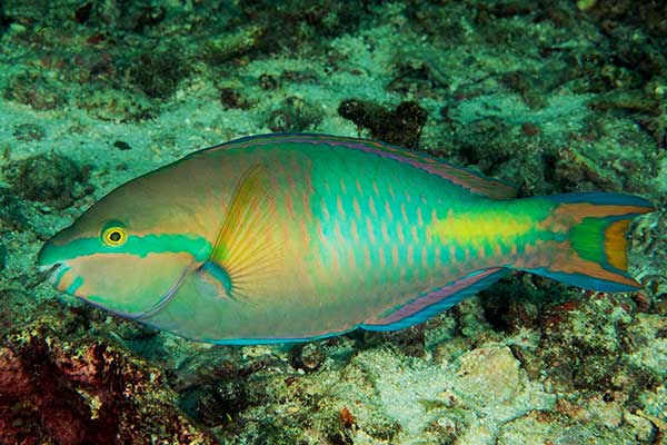 (Scarus flavipectoralis)