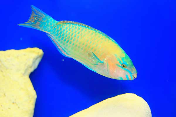 (Scarus psittacus)