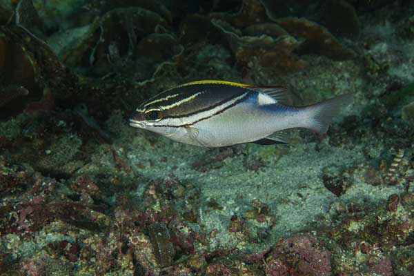 (Scolopsis bilineata)