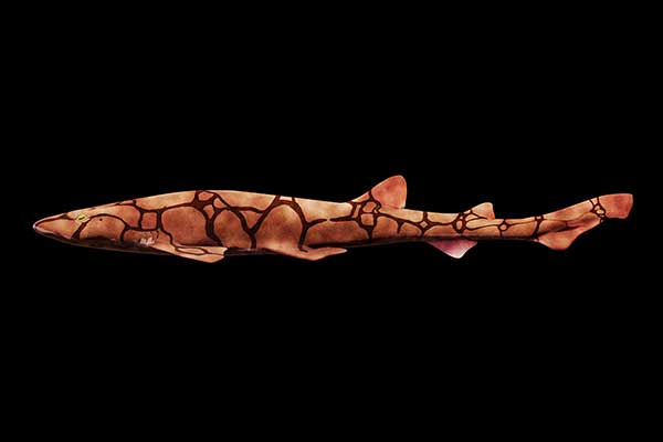 (Scyliorhinus retifer)