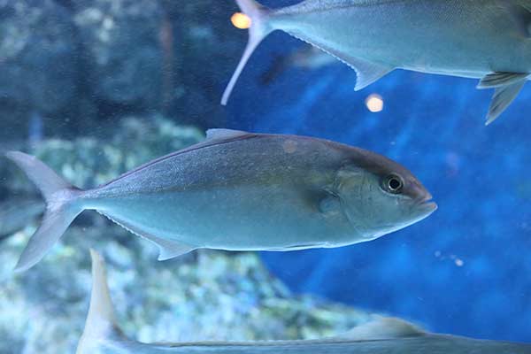 (Seriola quinqueradiata)