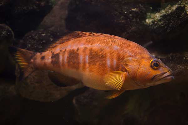 Czarnobok (Serranus atricauda)