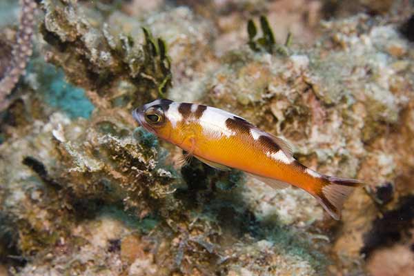 (Serranus tabacarius)