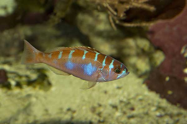 (Serranus tortugarum)