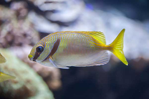 (Siganus doliatus)