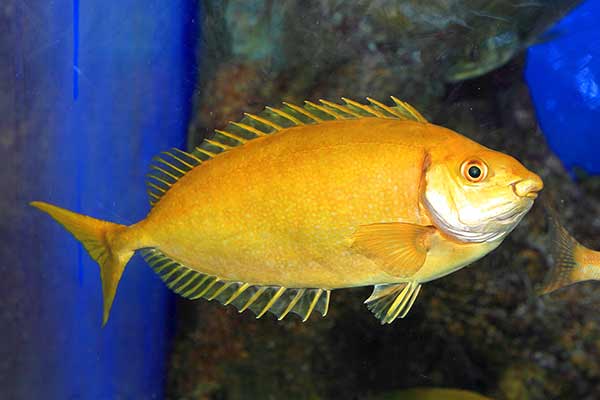 (Siganus fuscescens)