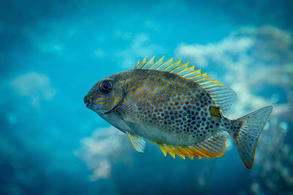 (Siganus guttatus)