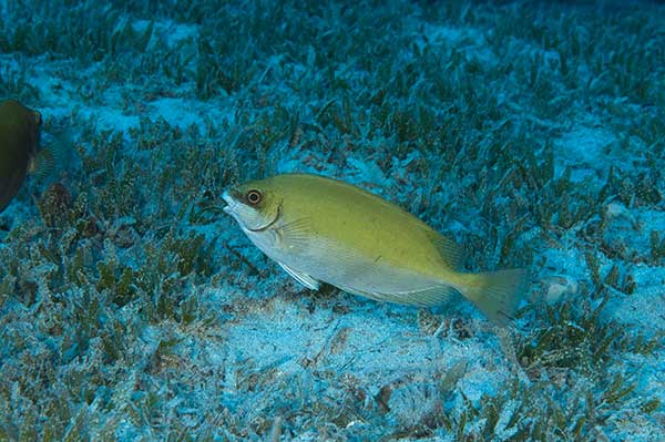 (Siganus luridus)
