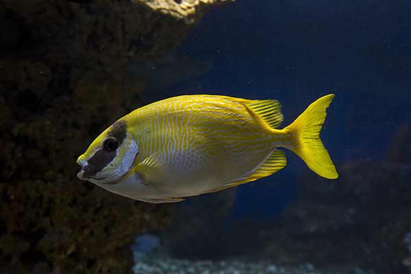 (Siganus puellus)