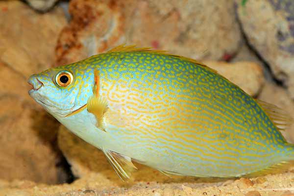 (Siganus woodlandi)