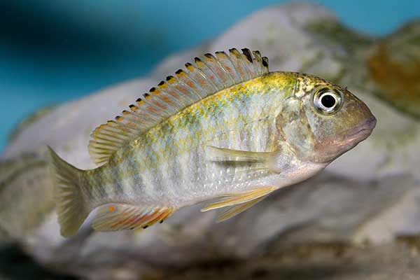 (Simochromis diagramma)