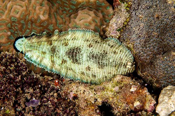 (Soleichthys heterorhinos)