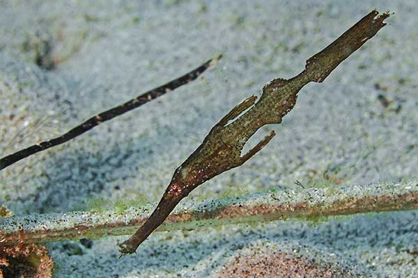  (Solenostomus cyanopterus)