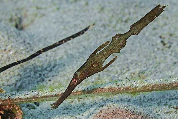 (Solenostomus cyanopterus)