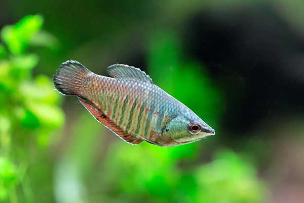 (Sphaerichthys vaillanti)