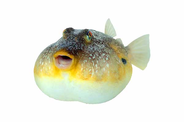 (Sphoeroides nephelus)