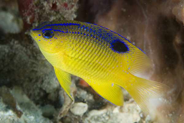 (Stegastes diencaeus)