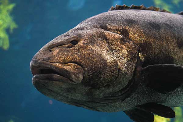 Strzępiel gigantyczny (Stereolepis gigas)