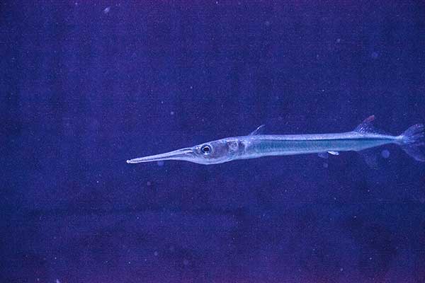 (Strongylura marina)