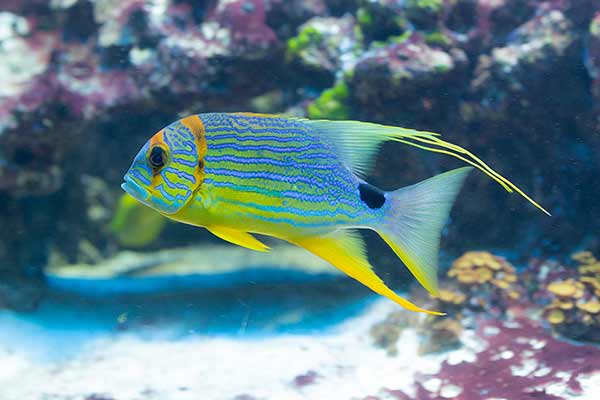(Symphorichthys spilurus)
