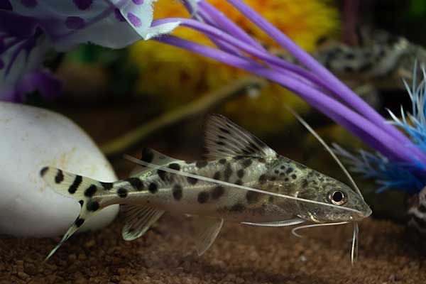 (Synodontis alberti)