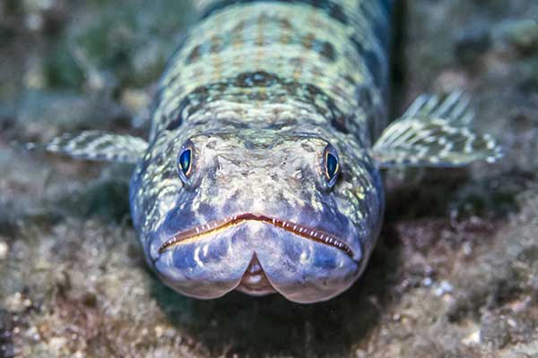 (Synodus intermedius)
