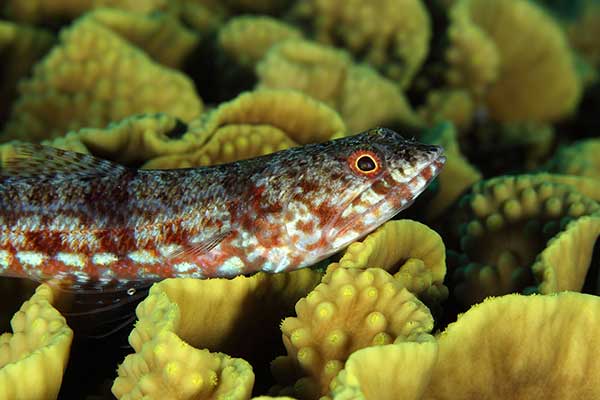(Synodus variegatus)
