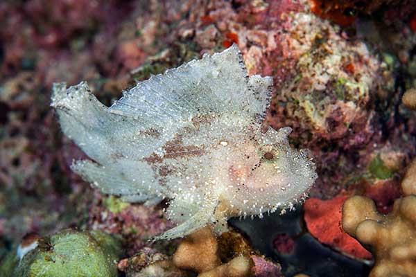 (Taenianotus triacanthus)