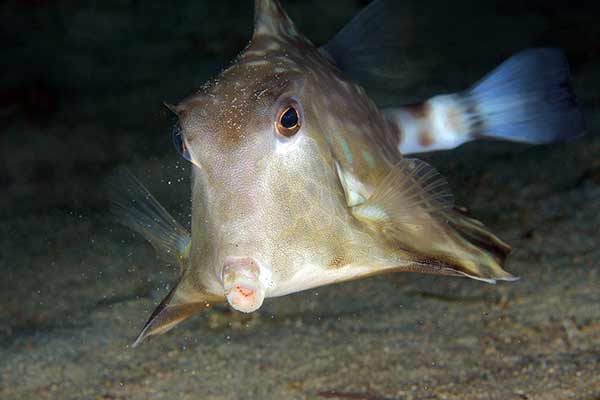 (Tetrosomus gibbosus)