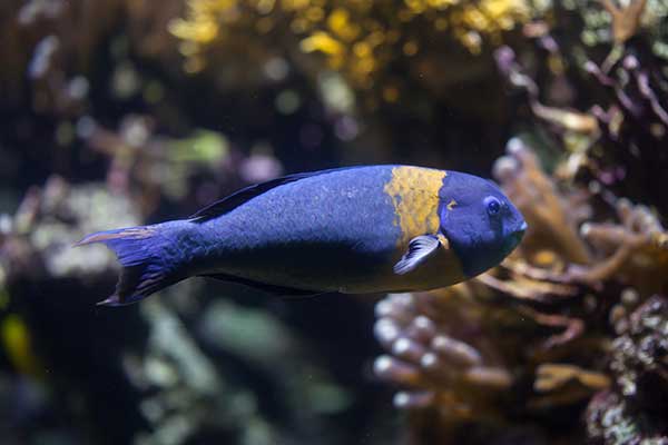 (Thalassoma duperrey)