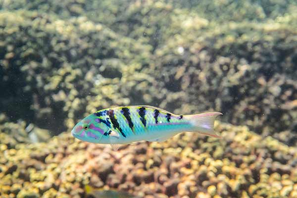 Talasoma Hardwika (Thalassoma hardwicke)