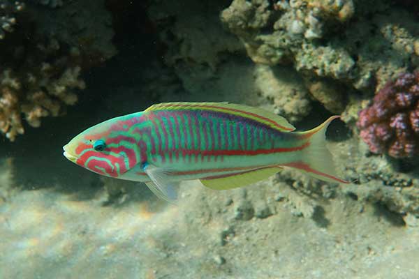 (Thalassoma rueppellii)