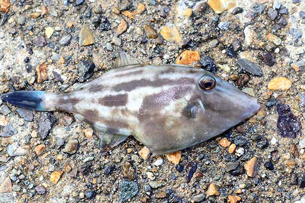 (Thamnaconus modestus)