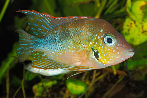 (Thorichthys aureus)