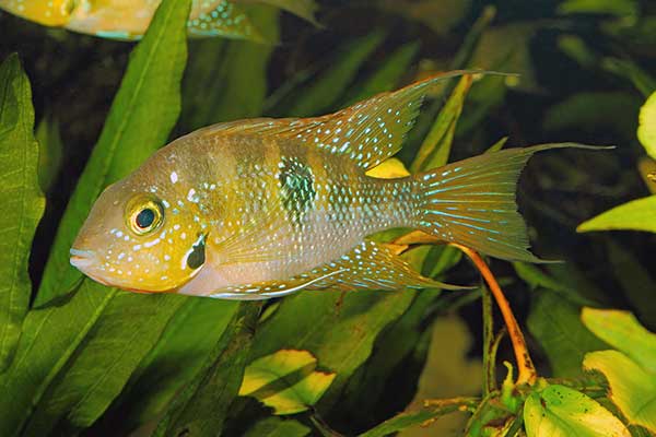(Thorichthys helleri)
