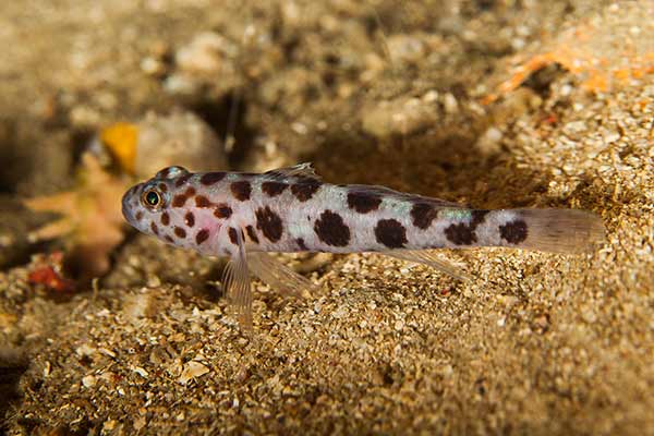 (Thorogobius ephippiatus)