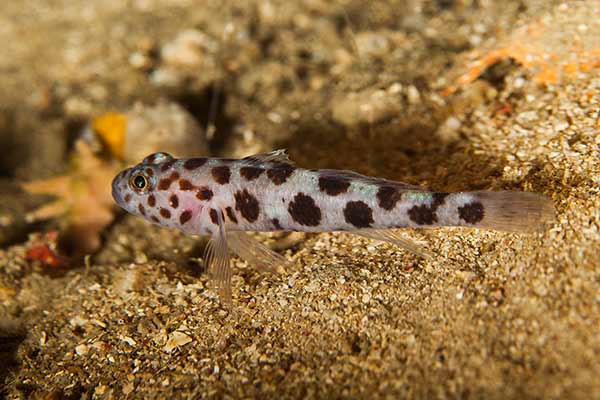  (Thorogobius ephippiatus)