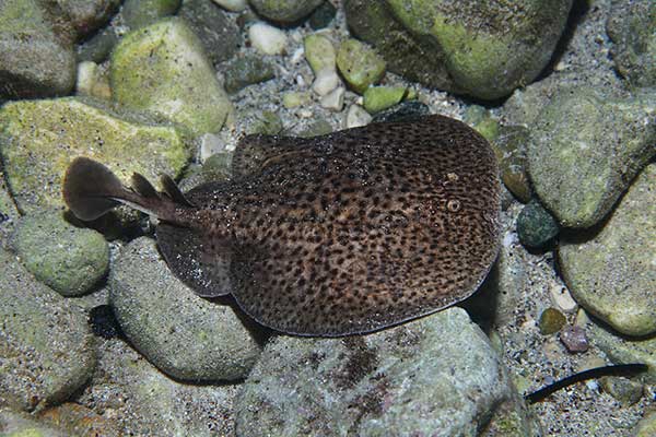 Drętwa pstra (Torpedo marmorata)