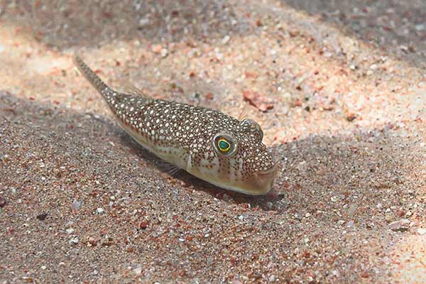(Torquigener flavimaculosus)