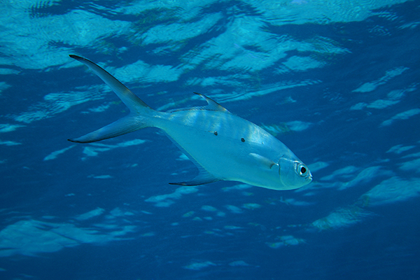 (Trachinotus baillonii)