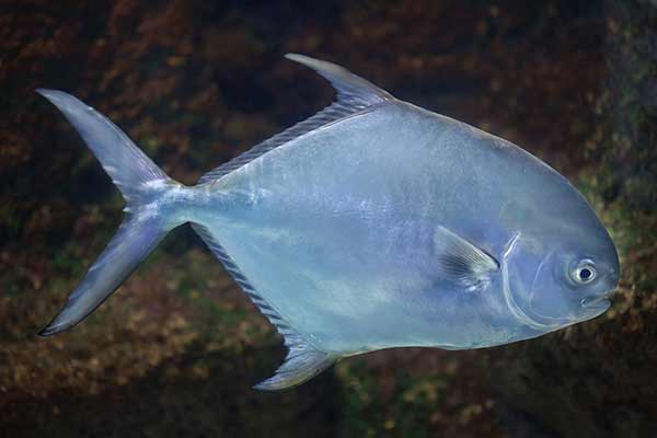 (Trachinotus falcatus)