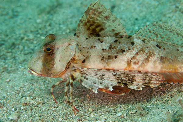 Kurek pręgopłetwy (Trigloporus lastoviza)