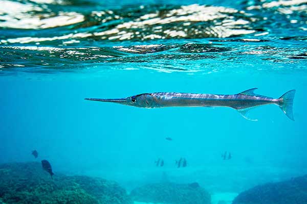 (Tylosurus crocodilus)