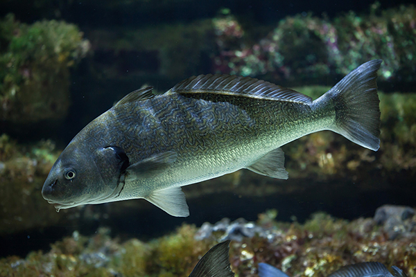 Drum iberyjski, umbryna (Umbrina cirrosa)