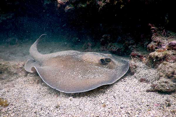 (Urolophus aurantiacus)
