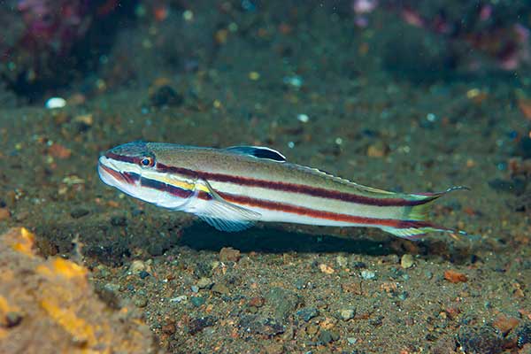 (Valenciennea helsdingenii)