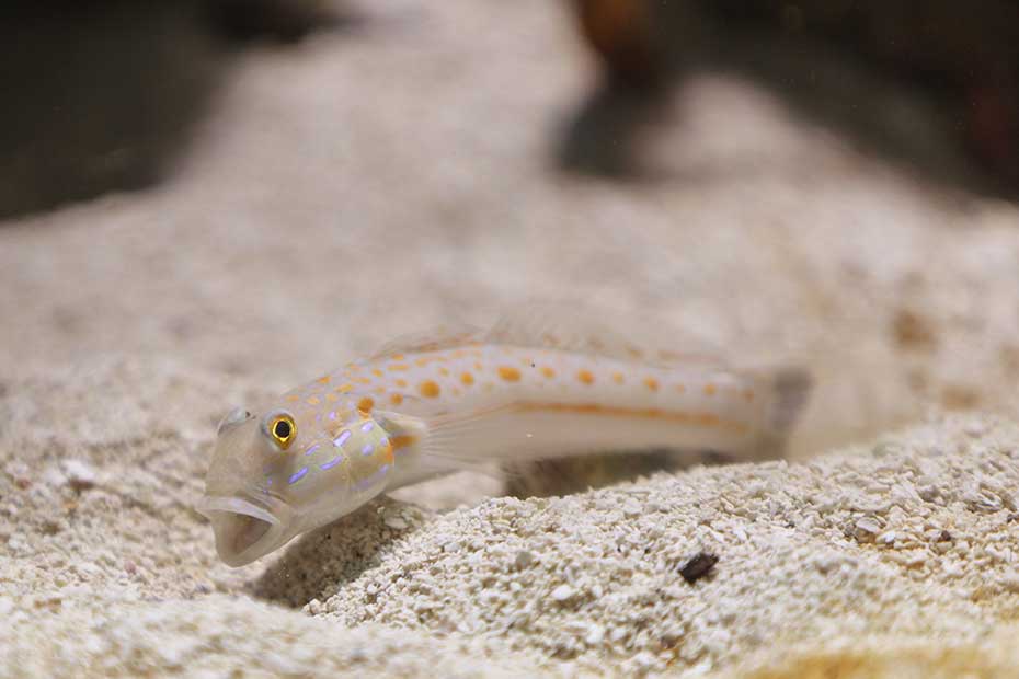 Babka nakrapiana (Valenciennea puellaris)