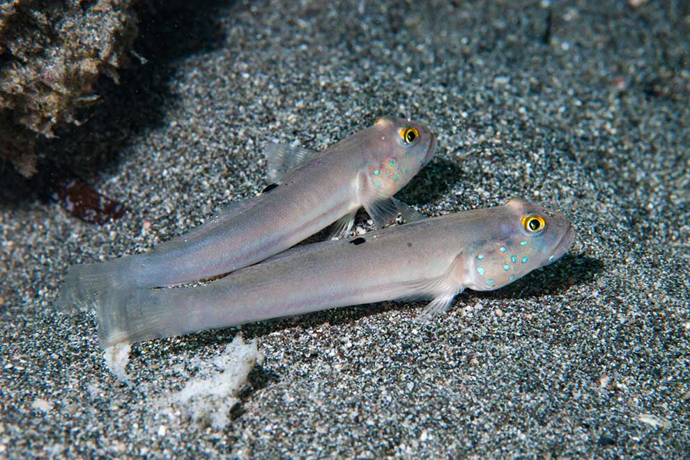 (Valenciennea sexguttata)