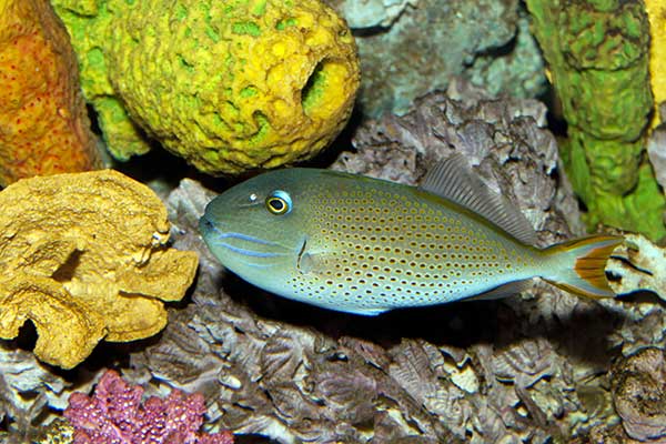 Rogatnica sargasowa (Xanthichthys ringens)