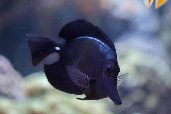 (Zebrasoma rostratum)